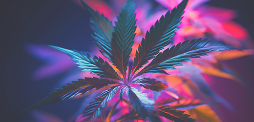Welcome to Weed Wonderland: Your Premier Bud Delivery Service in the UK!